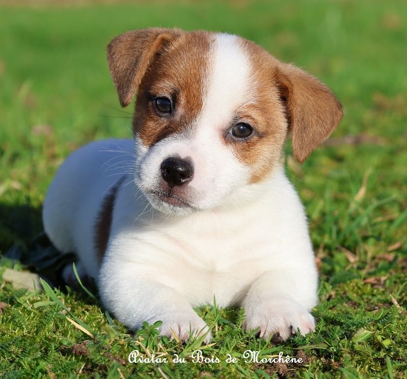 du bois de Morchène - Jack Russell Terrier - Portée née le 07/10/2025
