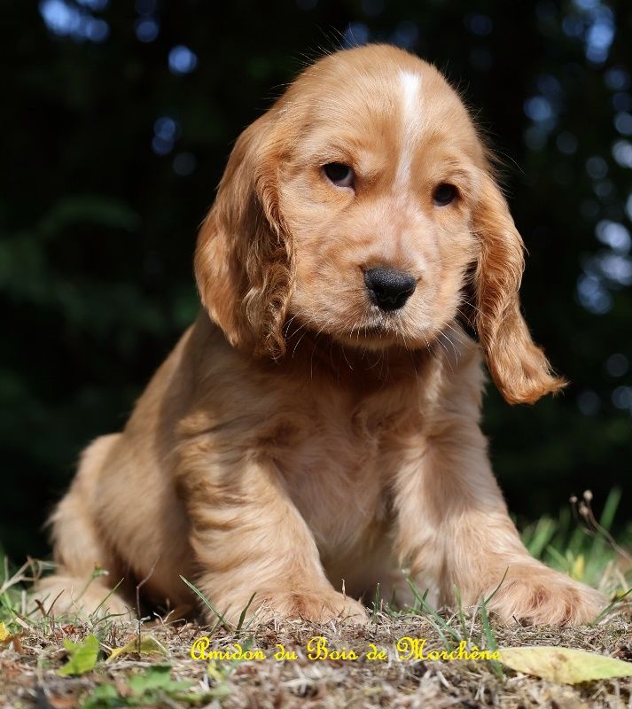 du bois de Morchène - Chiots disponibles - Cocker Spaniel Anglais