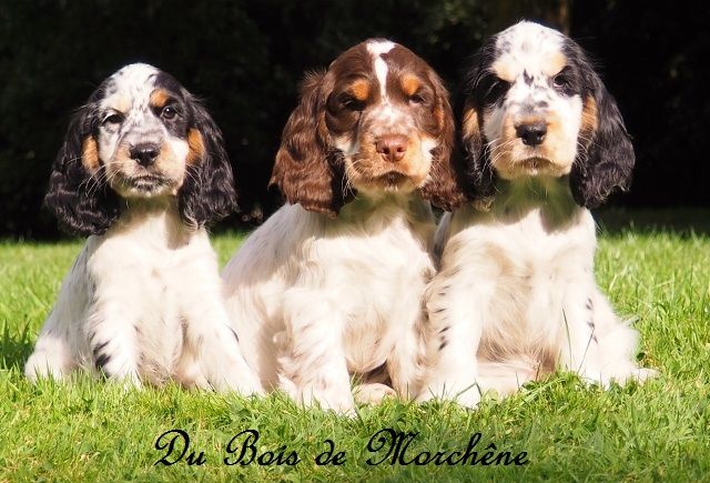 Chiot Cocker Spaniel Anglais du bois de Morchène