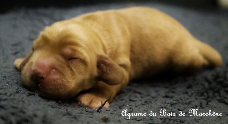 du bois de Morchène - Chiots disponibles - Cocker Spaniel Anglais