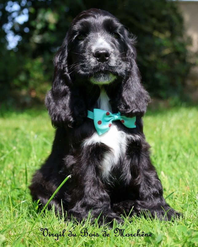 Chiot Cocker Spaniel Anglais du bois de Morchène