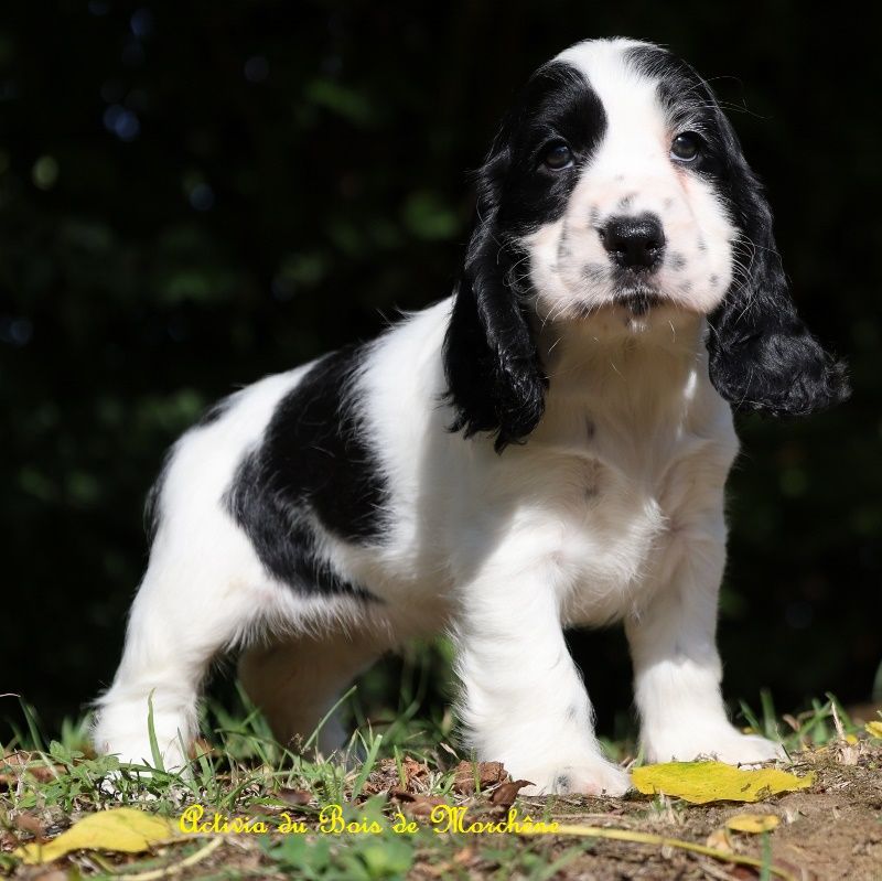 du bois de Morchène - Chiots disponibles - Cocker Spaniel Anglais