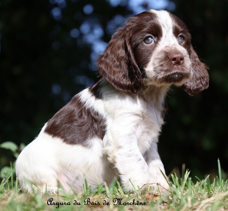 du bois de Morchène - Chiots disponibles - Cocker Spaniel Anglais