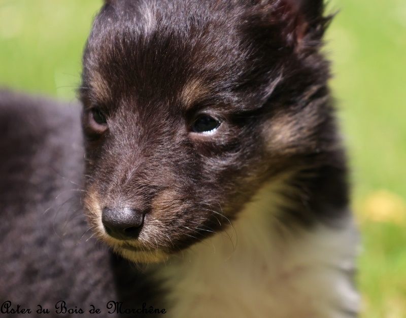 du bois de Morchène - Chiots disponibles - Shetland Sheepdog
