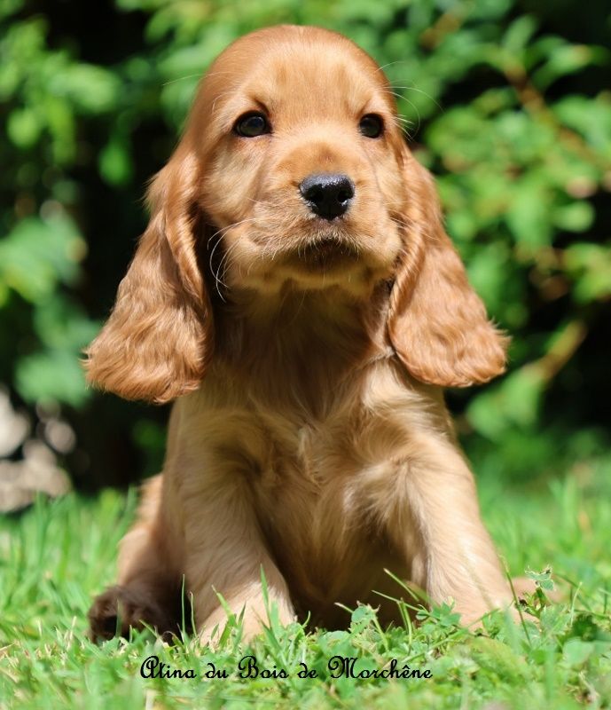 du bois de Morchène - Chiots disponibles - Cocker Spaniel Anglais