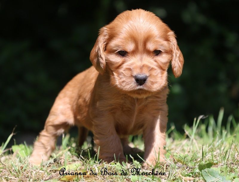 du bois de Morchène - Chiots disponibles - Cocker Spaniel Anglais