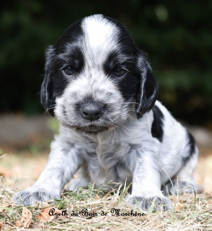 du bois de Morchène - Chiots disponibles - Cocker Spaniel Anglais