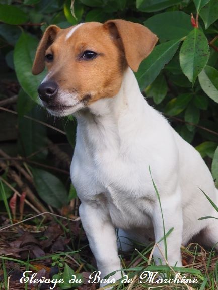 Chiot Jack Russell Terrier du bois de Morchène