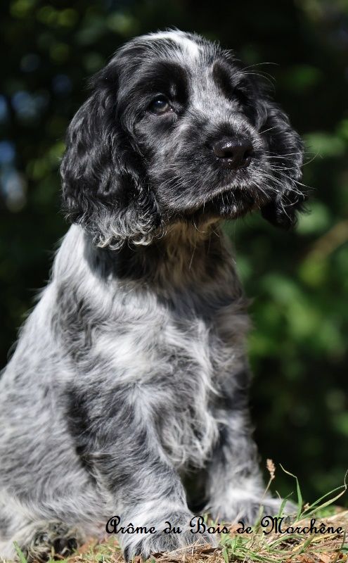 du bois de Morchène - Chiots disponibles - Cocker Spaniel Anglais