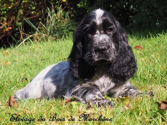 Chiot Cocker Spaniel Anglais du bois de Morchène