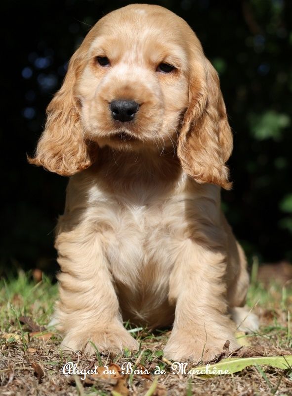du bois de Morchène - Chiots disponibles - Cocker Spaniel Anglais