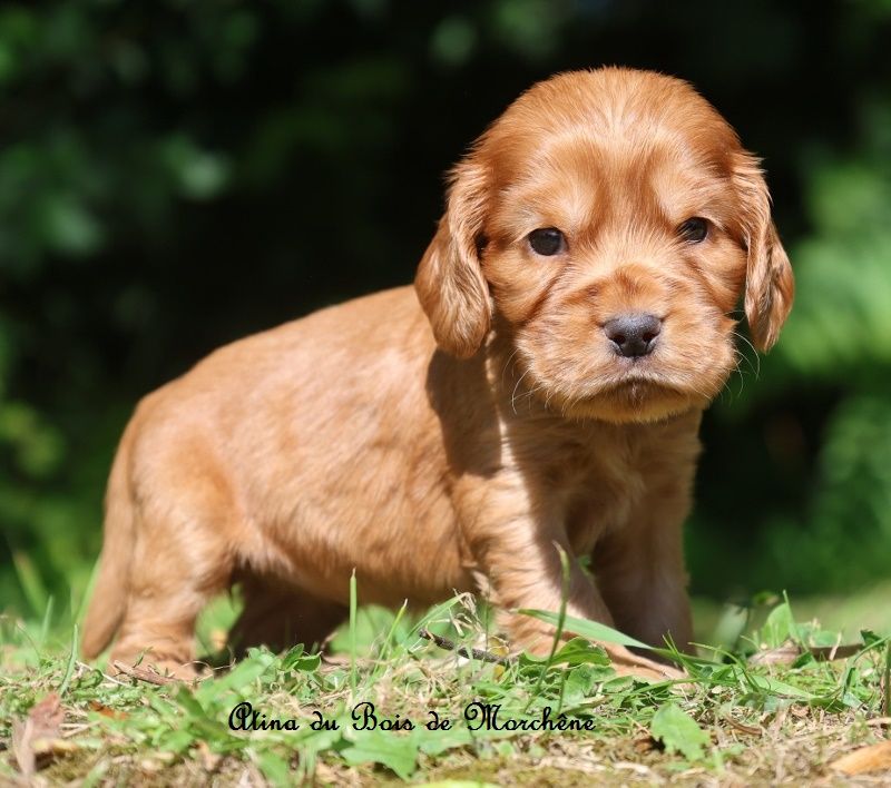 du bois de Morchène - Chiots disponibles - Cocker Spaniel Anglais