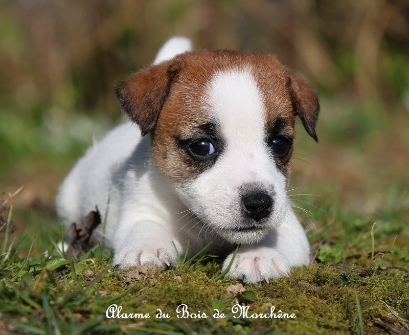 du bois de Morchène - Chiots disponibles - Jack Russell Terrier