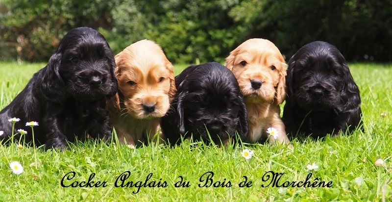 Chiot Cocker Spaniel Anglais du bois de Morchène