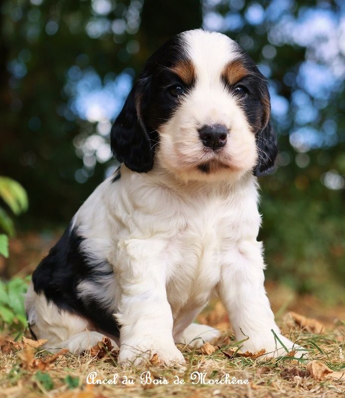 du bois de Morchène - Chiots disponibles - Cocker Spaniel Anglais