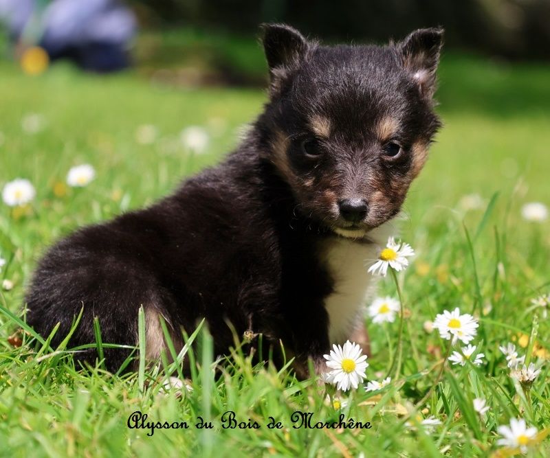du bois de Morchène - Chiots disponibles - Shetland Sheepdog