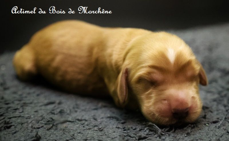 du bois de Morchène - Chiots disponibles - Cocker Spaniel Anglais