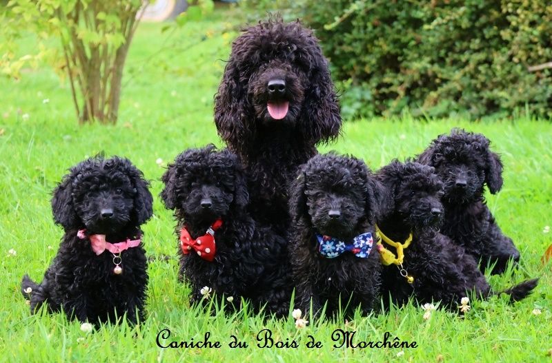 Chiot Caniche du bois de Morchène