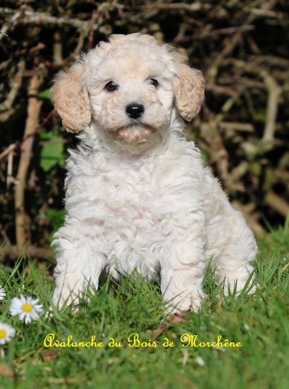 du bois de Morchène - Chiots disponibles - Caniche