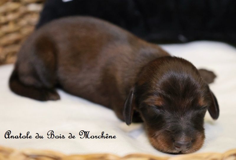 du bois de Morchène - Chiots disponibles - Teckel poil long