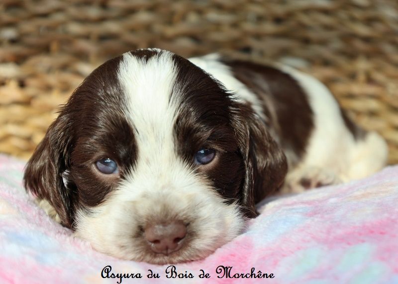 du bois de Morchène - Chiots disponibles - Cocker Spaniel Anglais