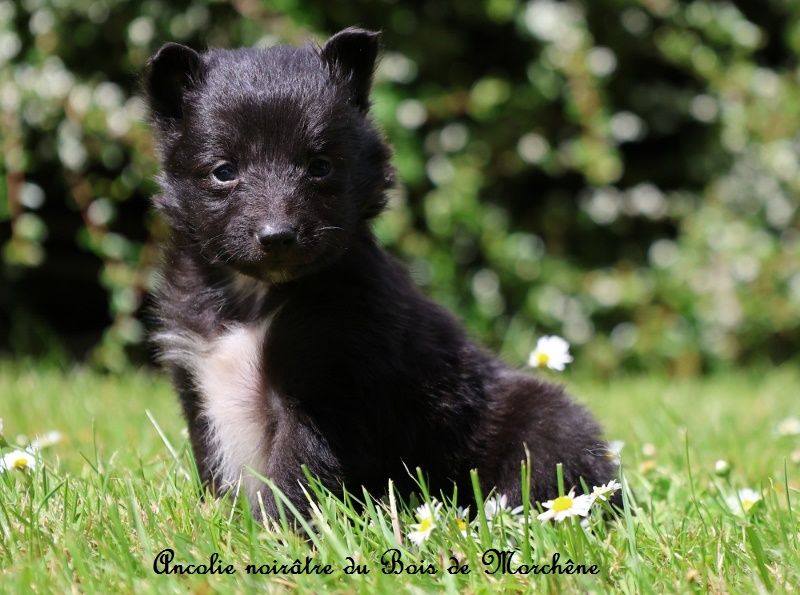 du bois de Morchène - Chiots disponibles - Shetland Sheepdog