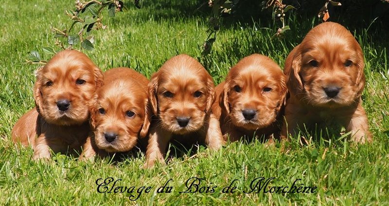 Chiot Cocker Spaniel Anglais du bois de Morchène