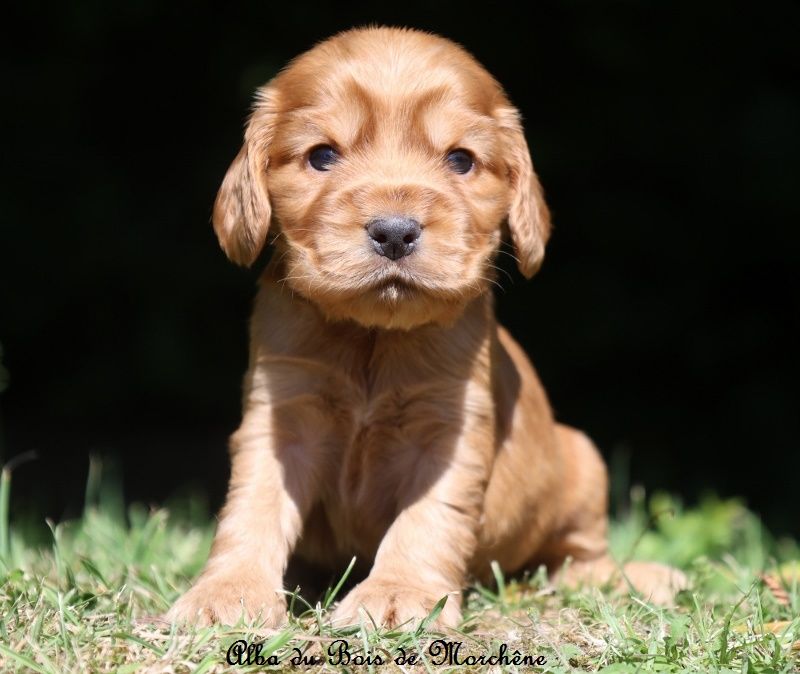 du bois de Morchène - Chiots disponibles - Cocker Spaniel Anglais