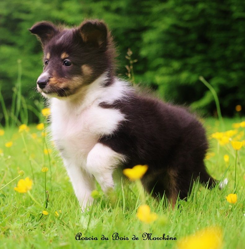 du bois de Morchène - Chiots disponibles - Shetland Sheepdog