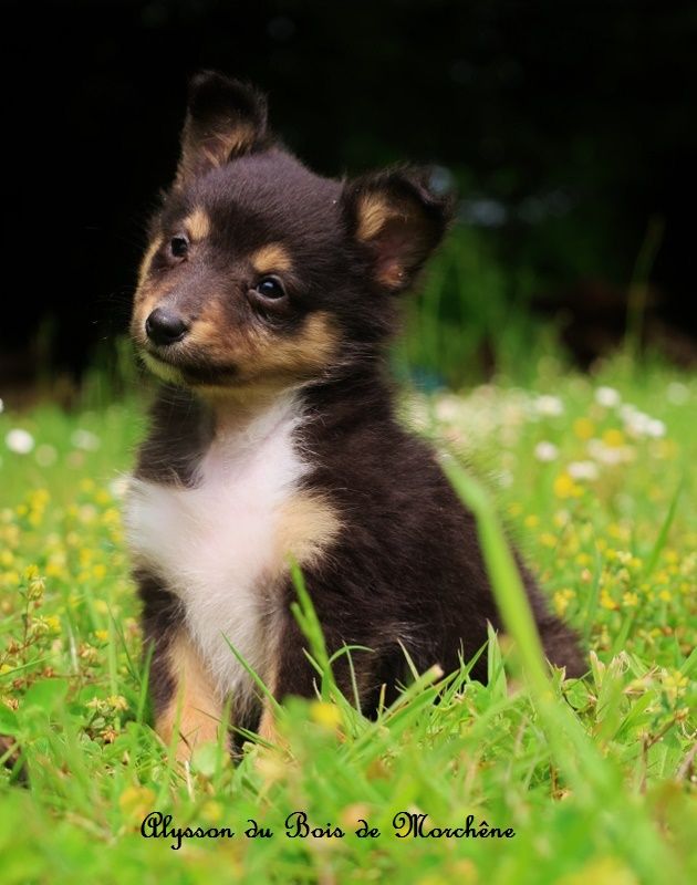 du bois de Morchène - Chiots disponibles - Shetland Sheepdog