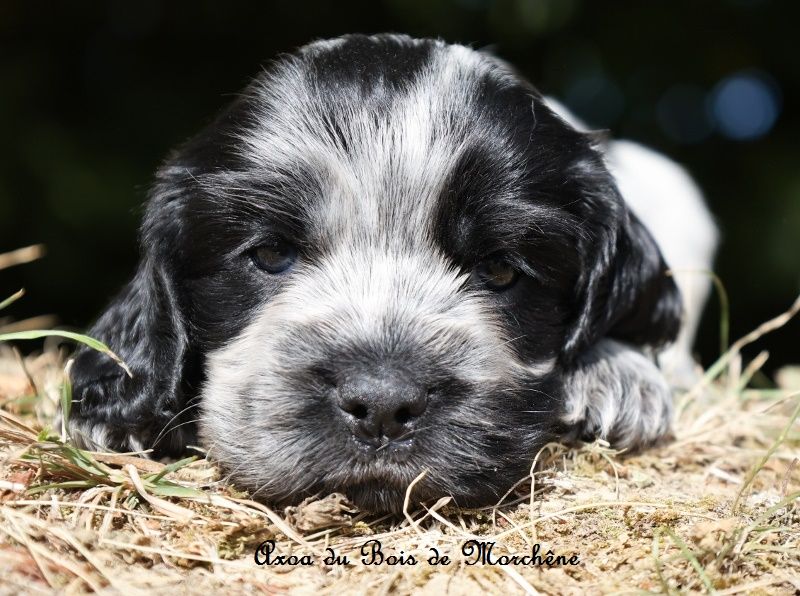 du bois de Morchène - Chiots disponibles - Cocker Spaniel Anglais
