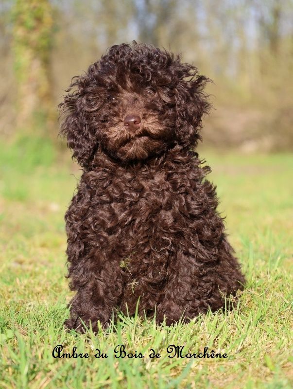 du bois de Morchène - Chiots disponibles - Caniche
