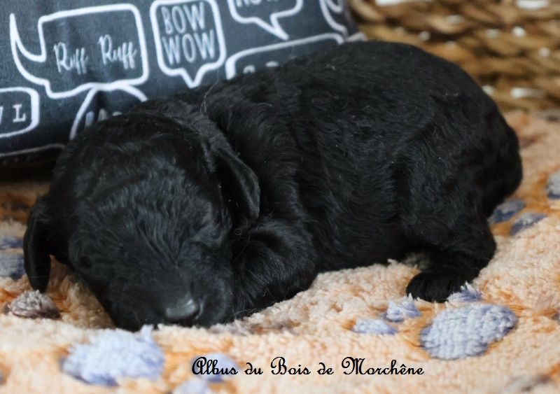 du bois de Morchène - Chiots disponibles - Caniche