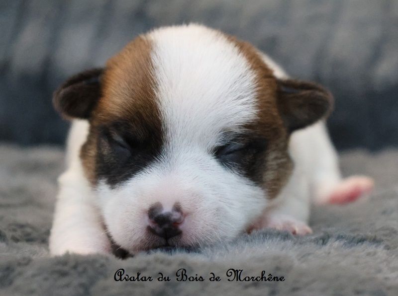 du bois de Morchène - Chiots disponibles - Jack Russell Terrier