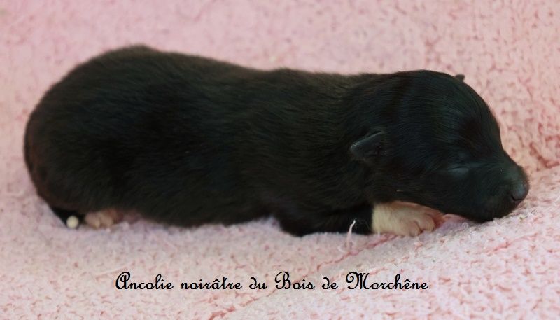 du bois de Morchène - Chiots disponibles - Shetland Sheepdog