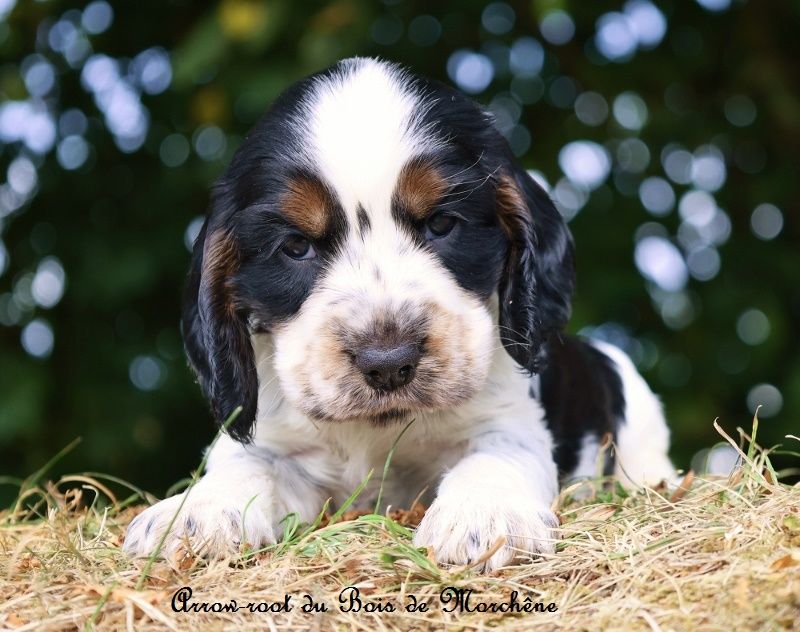 du bois de Morchène - Chiots disponibles - Cocker Spaniel Anglais