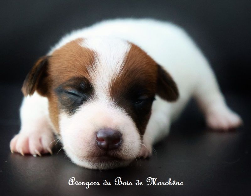 du bois de Morchène - Chiots disponibles - Jack Russell Terrier