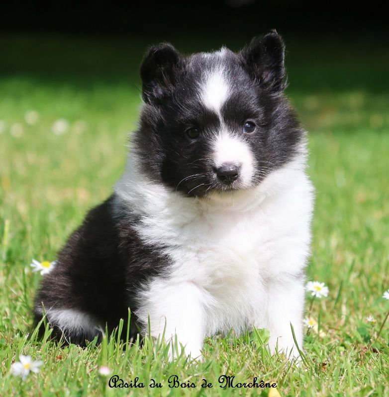 du bois de Morchène - Chiots disponibles - Shetland Sheepdog