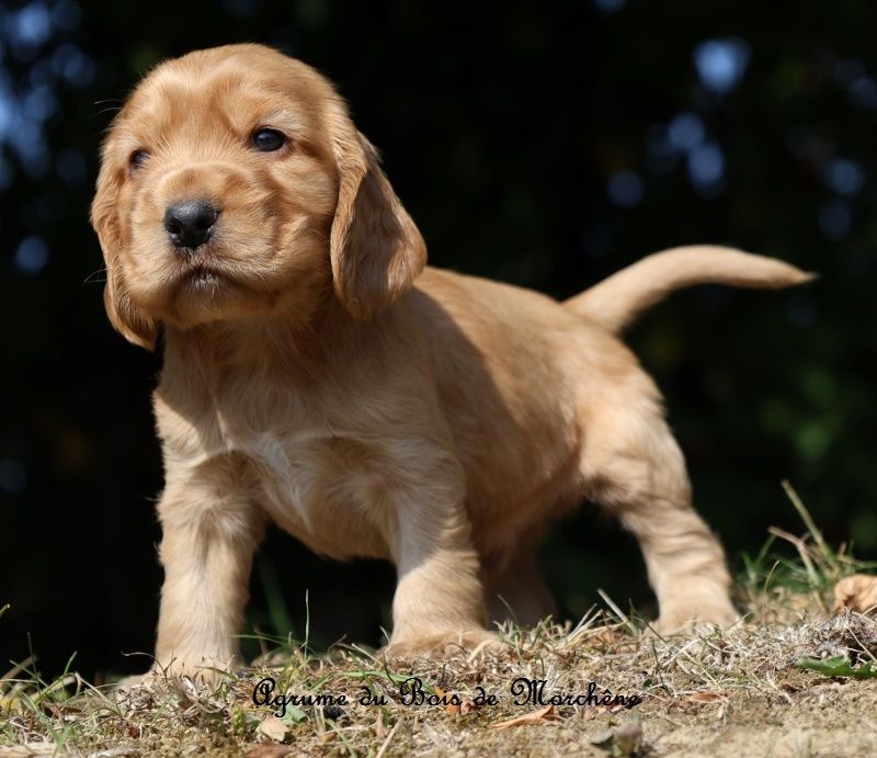 du bois de Morchène - Chiots disponibles - Cocker Spaniel Anglais