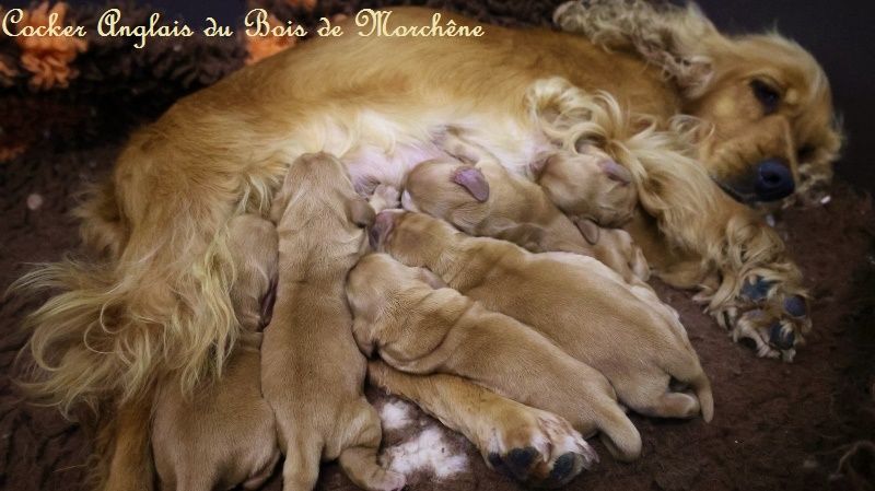 Chiot Cocker Spaniel Anglais du bois de Morchène