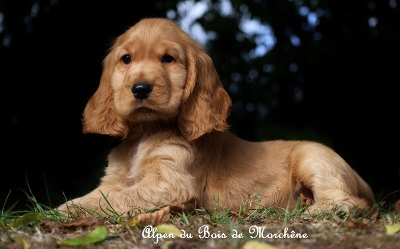 du bois de Morchène - Chiots disponibles - Cocker Spaniel Anglais