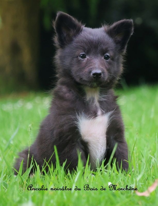 du bois de Morchène - Chiots disponibles - Shetland Sheepdog