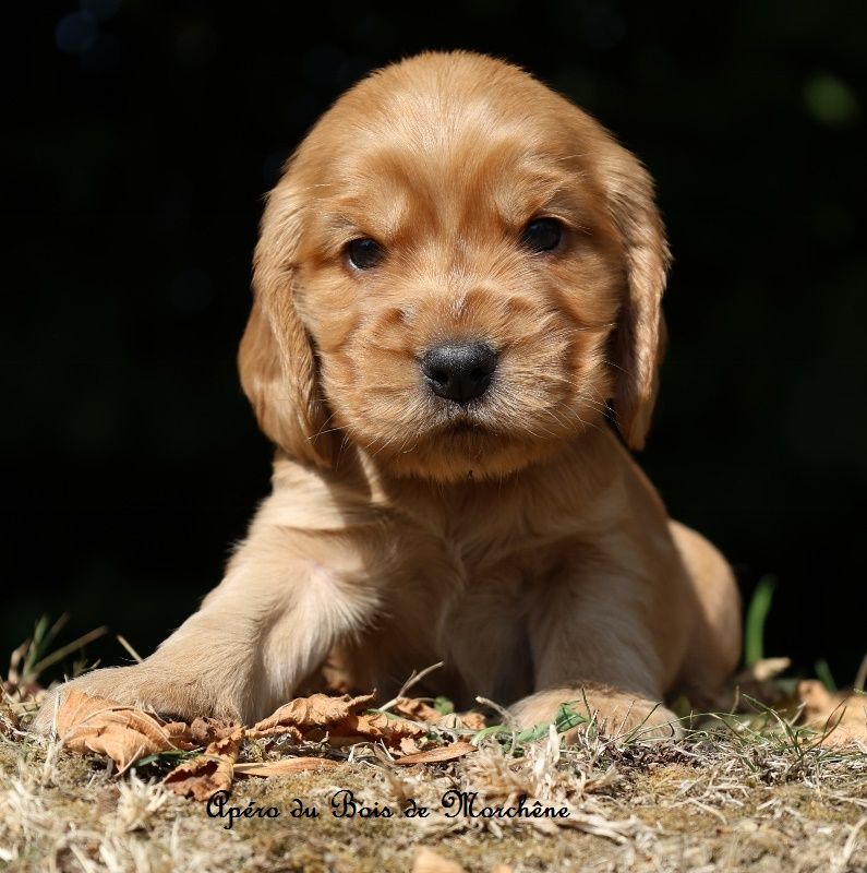 du bois de Morchène - Chiots disponibles - Cocker Spaniel Anglais
