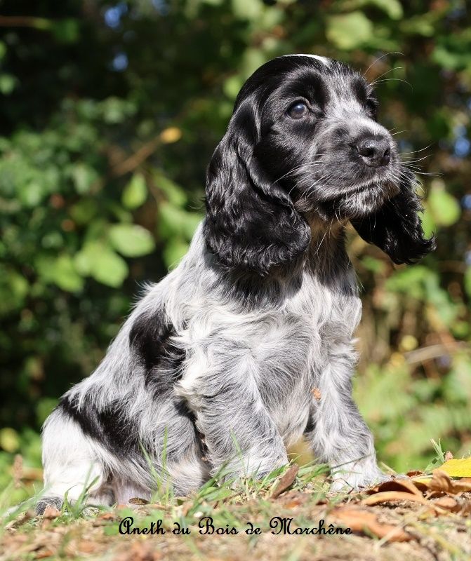 du bois de Morchène - Chiots disponibles - Cocker Spaniel Anglais