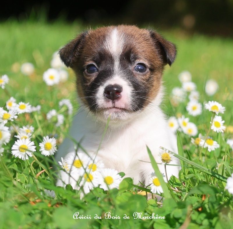 du bois de Morchène - Chiots disponibles - Jack Russell Terrier