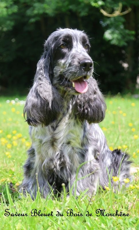 Chiot Cocker Spaniel Anglais du bois de Morchène