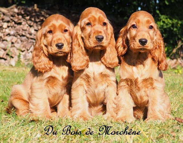 Chiot Cocker Spaniel Anglais du bois de Morchène