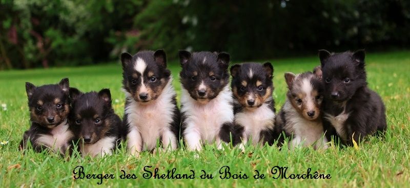 Chiot Shetland Sheepdog du bois de Morchène