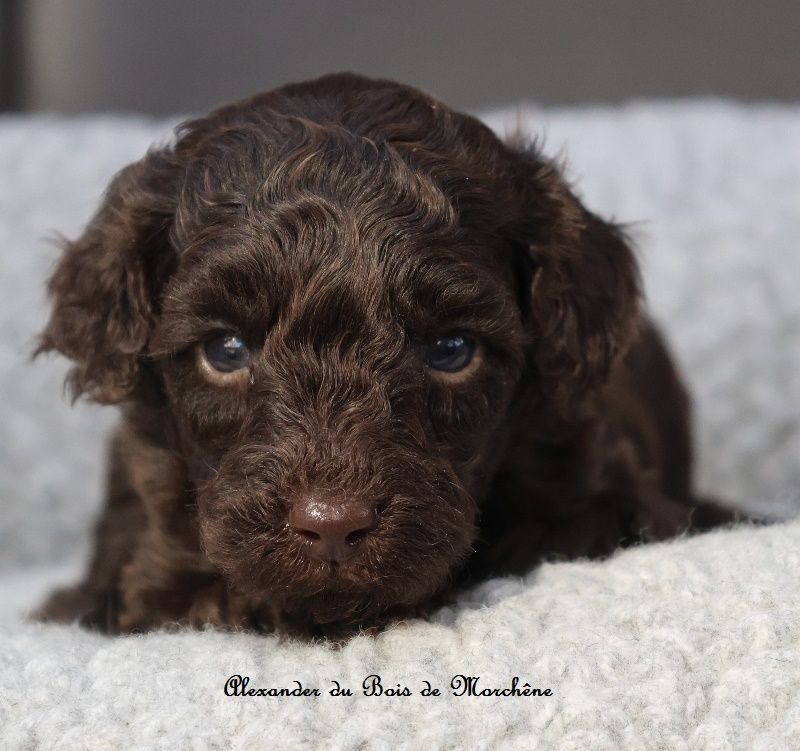 du bois de Morchène - Chiots disponibles - Caniche