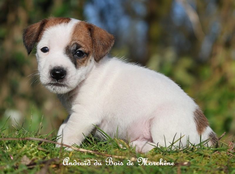 du bois de Morchène - Chiots disponibles - Jack Russell Terrier